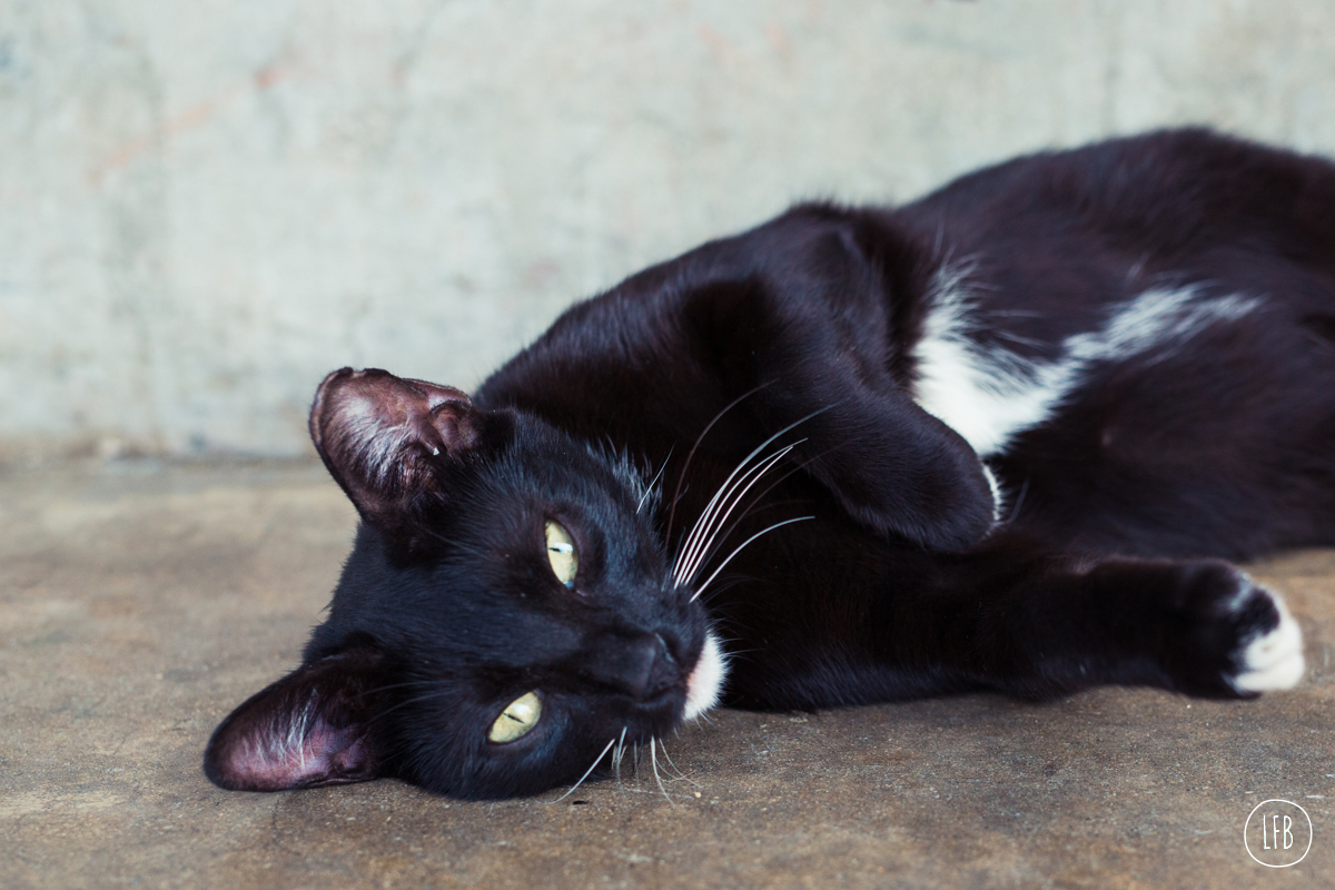 cat in puerto rico