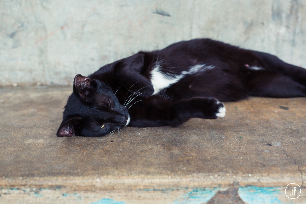 cat in puerto rico