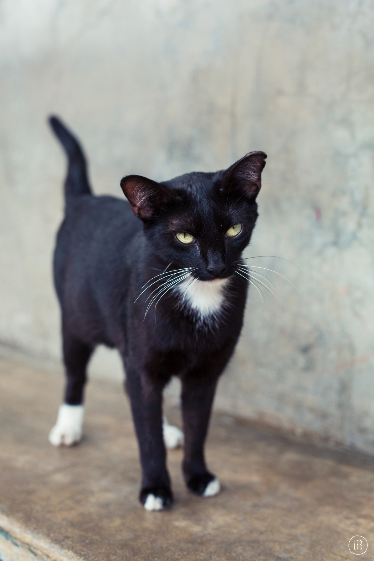 cat in puerto rico