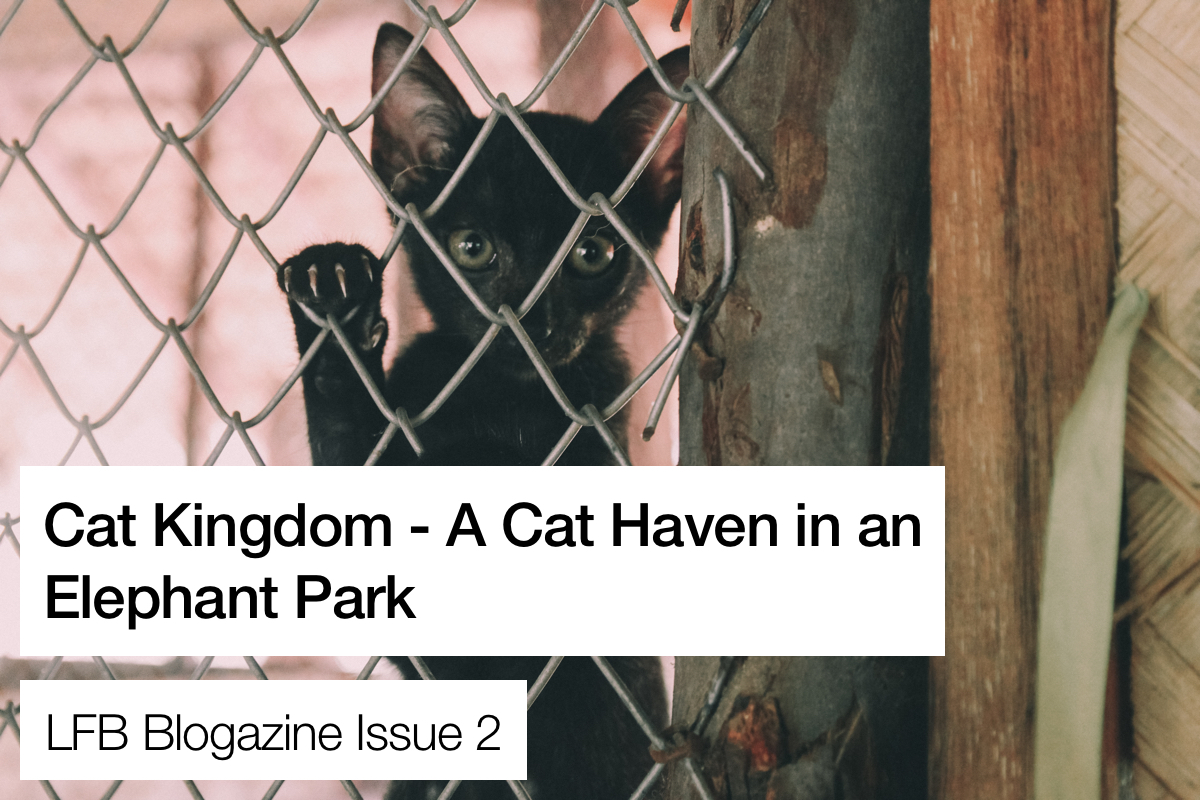 issue_2_banner_cat_kingdom_izzy